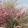 IMG_756426