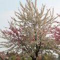 IMG_756429