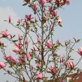 IMG_756435