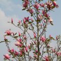 IMG_756437