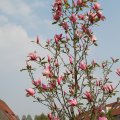 IMG_756439