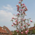 IMG_756440