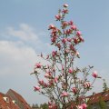 IMG_756441