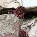 IMG_756502