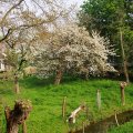 IMG_756529