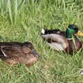 IMG_756552