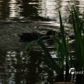 IMG_756674