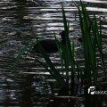 IMG_756676