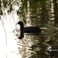 IMG_756680