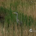 IMG_756724