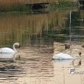 IMG_756725
