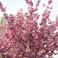 IMG_757926