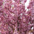 IMG_757927
