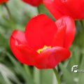 IMG_757933
