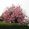 IMG_757955