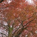 IMG_757956