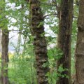 IMG_757995