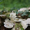 IMG_757997