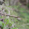 IMG_758033