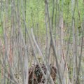 IMG_758045