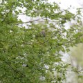 IMG_758077