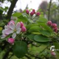 IMG_758125