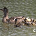IMG_761450
