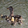 IMG_761454