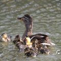 IMG_761455
