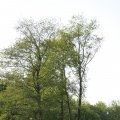 IMG_761598