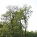 IMG_761599