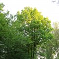 IMG_761731