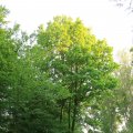 IMG_761732