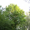 IMG_761734