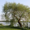 IMG_761741