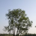 IMG_761745