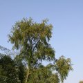 IMG_761746