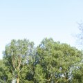 IMG_761774