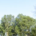 IMG_761775