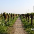IMG_761781