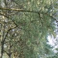 IMG_761784