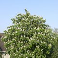 IMG_761798