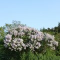 IMG_761824