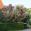 IMG_761825