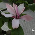 IMG_761841