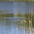 IMG_765611