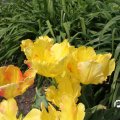 IMG_767442