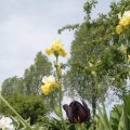 IMG_767454