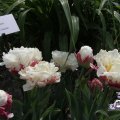 IMG_767475