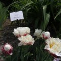 IMG_767478
